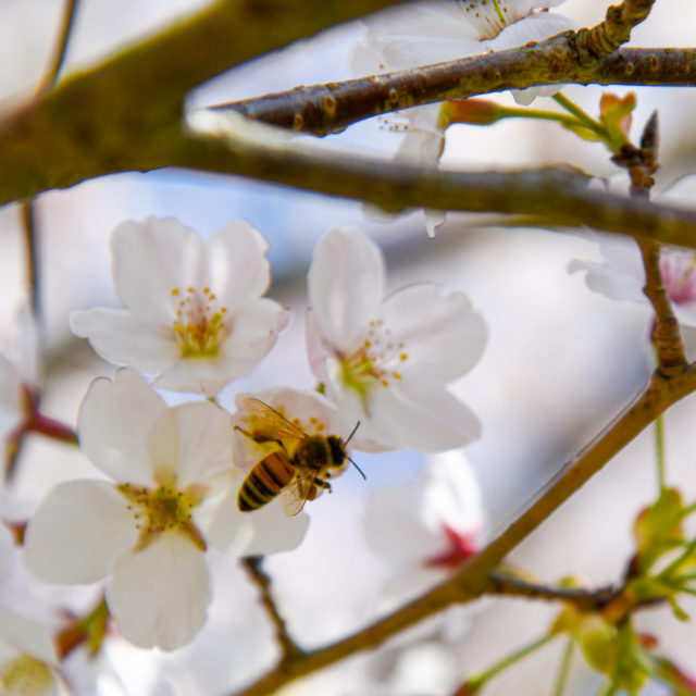 周防大島の桜が見頃を迎えています。